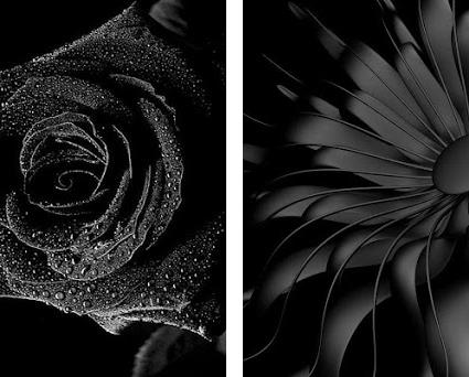 Black Flower Wallpaper APK Download for Windows - Latest Version 